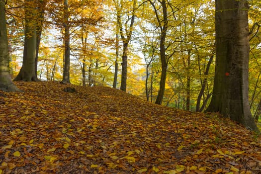 Autumnally discolored foliage in the park with old trees