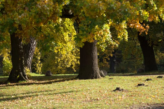 Meadow with molehills and old trees in the morning sun