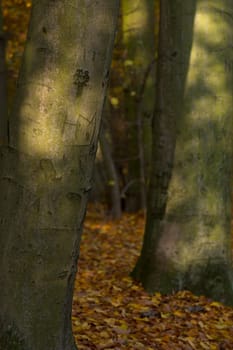 Tree trunk with carvings lit by the sun