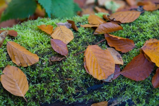 Autumnal lime leaves on a mossy,overturned tree trunk