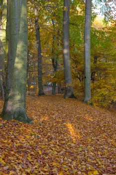 Narrow forest path with autumnally discoloured leaves on the ground