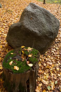 Bemooster tree stump and a boulder in autumn foliage