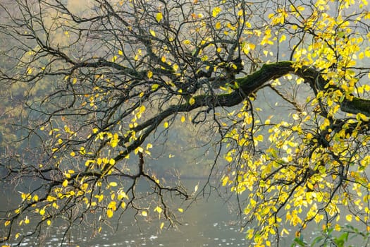 Branch with only a few autumnally coloured leaves
