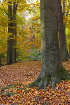 Large old trees in the hilly park with bike in the background