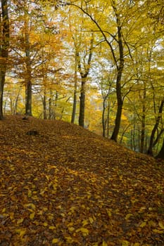 Autumnally discolored foliage in the park with old trees