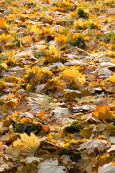 Yellow,autumnal maple leaves lying on the ground in the backlight