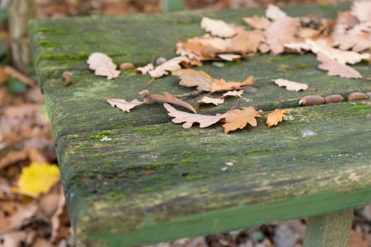 Autumn oak leaves on a weathered old park bench