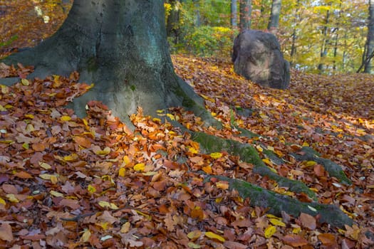 Finding behind a large tree in the park