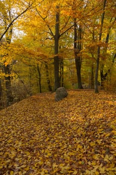 Forest trail in the autumnal park with a boulder on the side of the road