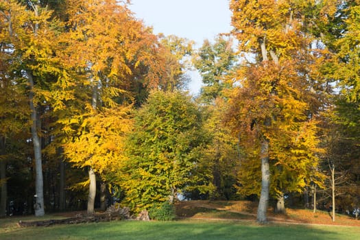 Yellow-brown discolored leaves in a forest with hills