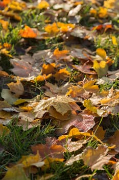 Autumnally discolored leaves with dew drops on the bottom of a meadow