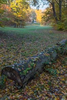 Fallen tree trunk covered with moss and autumnal leaves