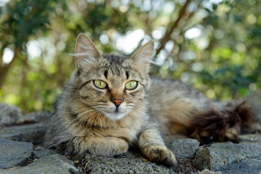 An adult cat is relaxed leaves photographed in the garden.