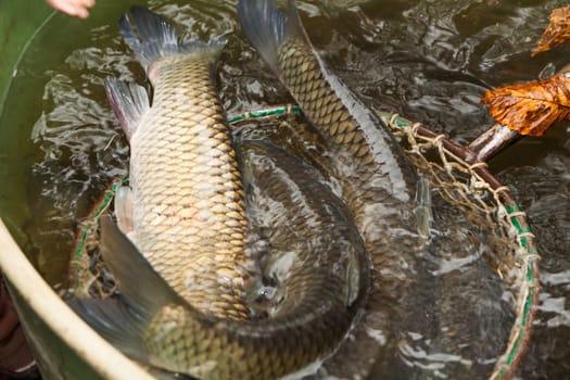 Autumn harvest of carps from fishpond to christmas markets in Czech republic. In Central Europe fish is a traditional part of a Christmas Eve dinner.