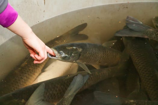 Autumn harvest of carps from fishpond to christmas markets in Czech republic. In Central Europe fish is a traditional part of a Christmas Eve dinner.