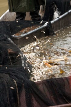 Autumn harvest of carps from fishpond to christmas markets in Czech republic. In Central Europe fish is a traditional part of a Christmas Eve dinner.