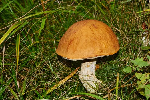 altenpfleger