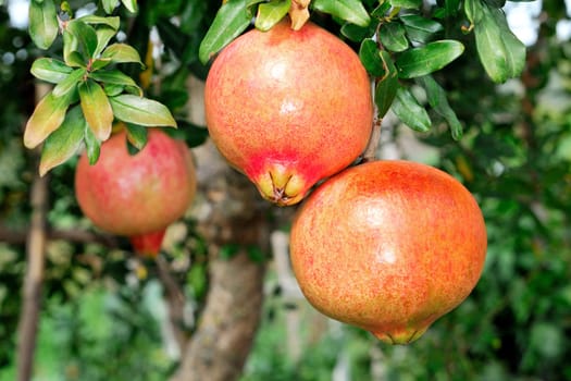 Red and ripe pomegranate on the branch of a pomegranate tree in an biological orchard.