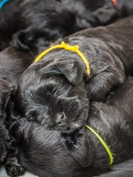 Small group puppi breed Miniature Schnauzer