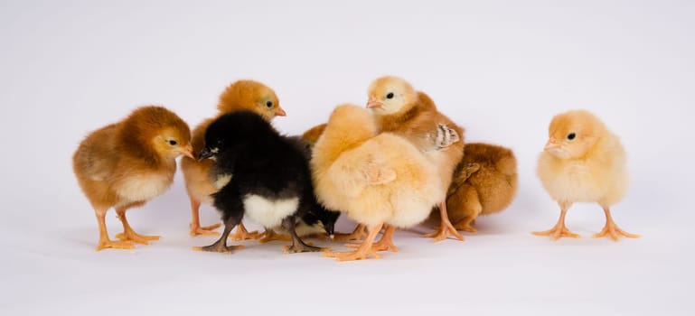 Newborn Chickens Stand with Siblings Together Just a Few Days Old