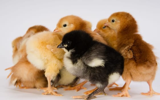 Newborn Chickens Stand with Siblings Together Just a Few Days Old