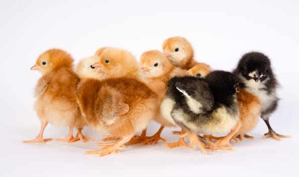 Newborn Chickens Stand with Siblings Together Just a Few Days Old