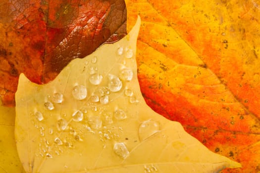 Dew drops appear overnight on leaf ground cover