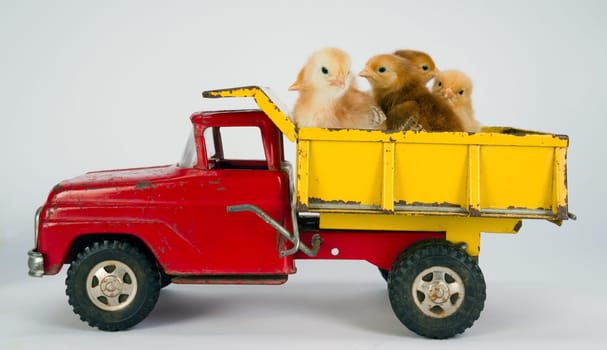 Newborn Chickens Take a Ride to Market