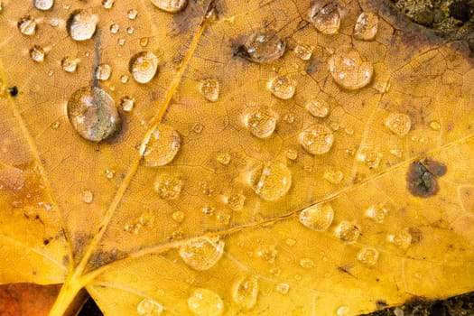 Dew drops appear overnight on leaf ground cover