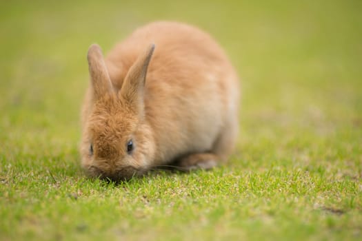 Valdez Alaska is filled with crazy little wild Bunnies