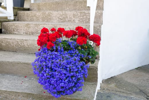 Beutiful flower on the stair in to the house