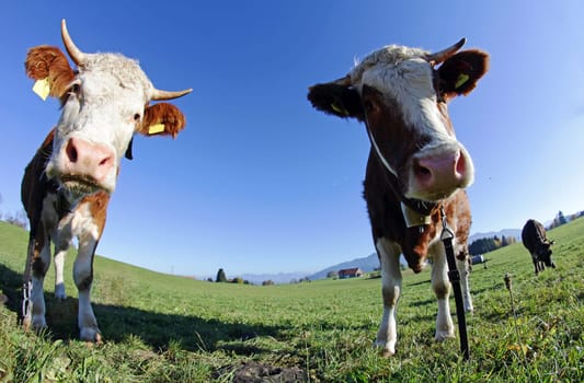 Wide-angle shot of two young Simmental cattle
