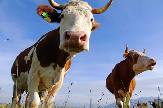 Simmental cattle with horns in the pasture