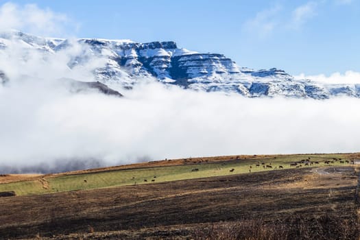 Mountain snow mist cloud rising over valley cattle animals in green black contrasted scenic landscape