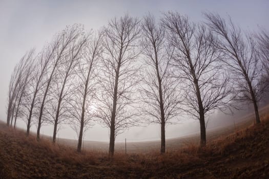 Mountain farm trees line in mist curved fish-eye lens.