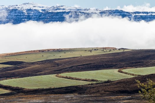 Mountain snow mist cloud rising over valley cattle animals in green black contrasted scenic landscape