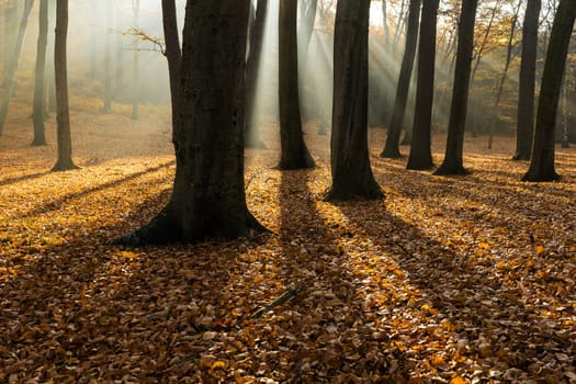 Forest in autumn with backlight,sun rays in the fog and foliage on the ground