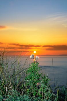 beautiful yellow sunset over loop head with the wild tall thistles on the wild atlantic way in ireland
