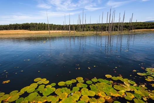 Dry trees in lake water with  lillies flowers leaves spread over wetland scenic nature in rural reserve.