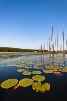 Dry trees in lake water with  lillies flowers leaves spread over wetland scenic nature in rural reserve.