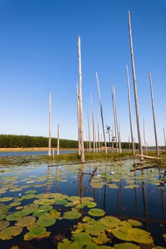 Dry trees in lake water with  lillies flowers leaves spread over wetland scenic nature in rural reserve.