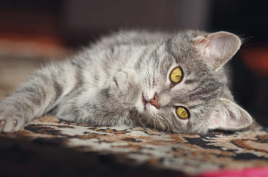gray striped pussy playing red thread