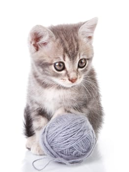 beautiful gray kitten with a ball on a white background