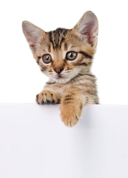 Kitten hanging over blank poster-board, you add the message