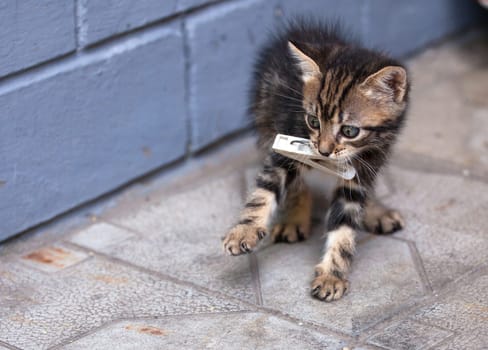 beautiful sweet kitten playing in the yard