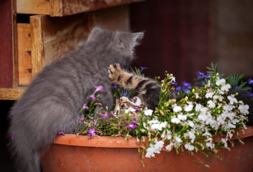 Little kitten playing in а flowerpot. Outdoor