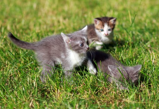 Cute little cat playing on the grass