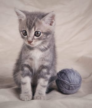 gray kitten with ball on gray background