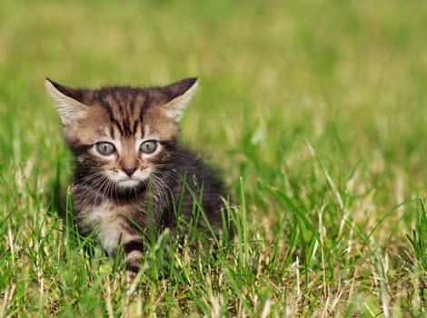 pretty cute striped cat playing in the grass
