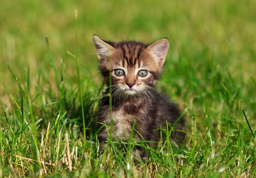 pretty cute striped cat sits in the grass